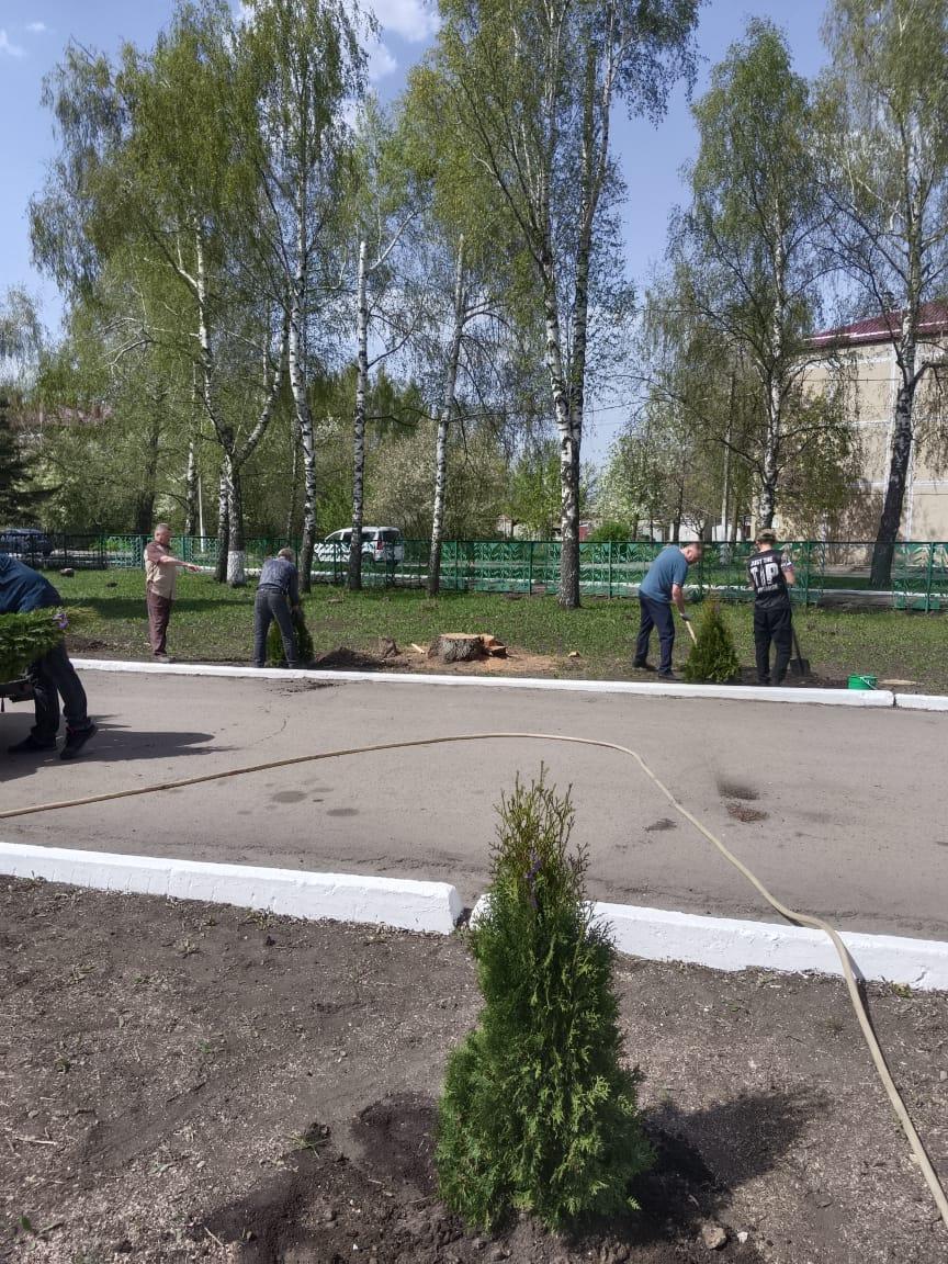 Сегодня на территории Петровской центральной районной больницы было высажено более 20 саженцев туй
